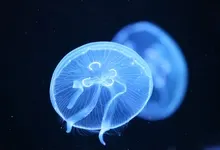 jellyfish 1920x1080 wallpaper Art HD Wallpaper